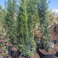 Podocarpus Hedges 5.5-6ft $45