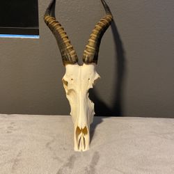 Taxidermy Deer Skull Blesbok Antelope Horns Animal Skull
