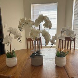 White orchid with three potted plants