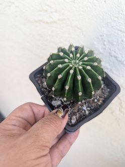 Cactus Echinopsis 'Eyriesii'