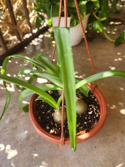Pregnant onions succulent