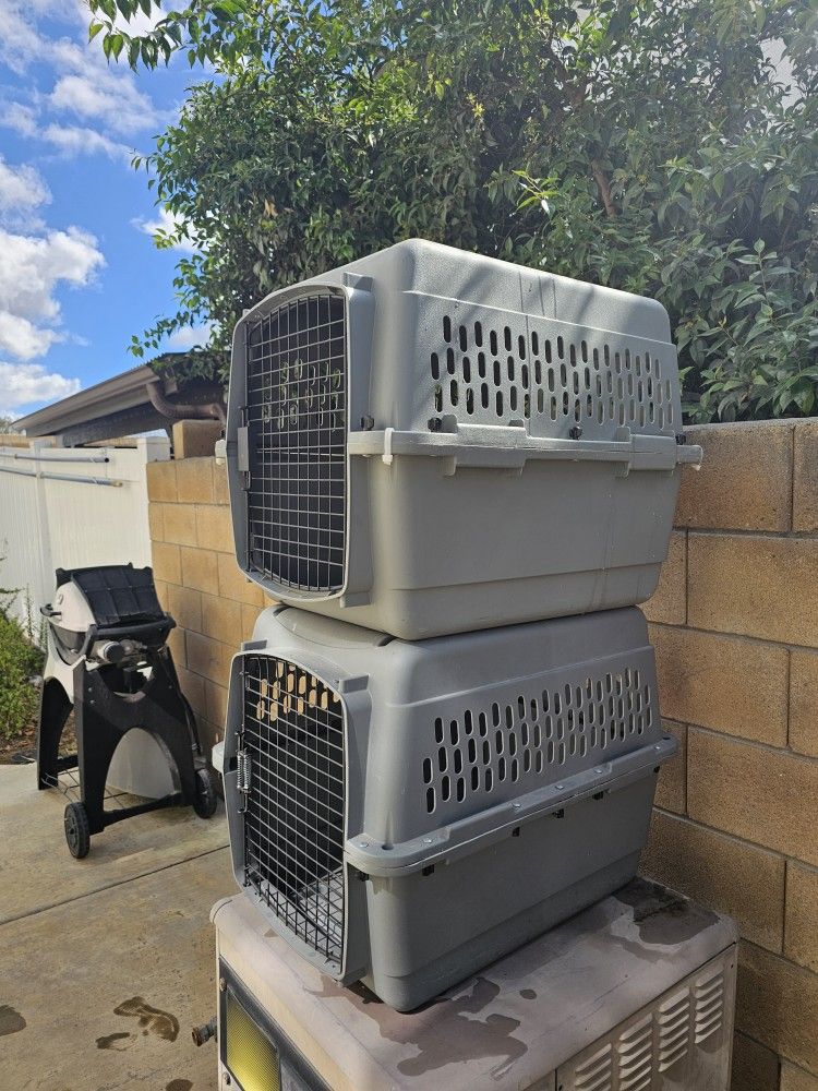 Dog Gets Big Size $35 For Each 