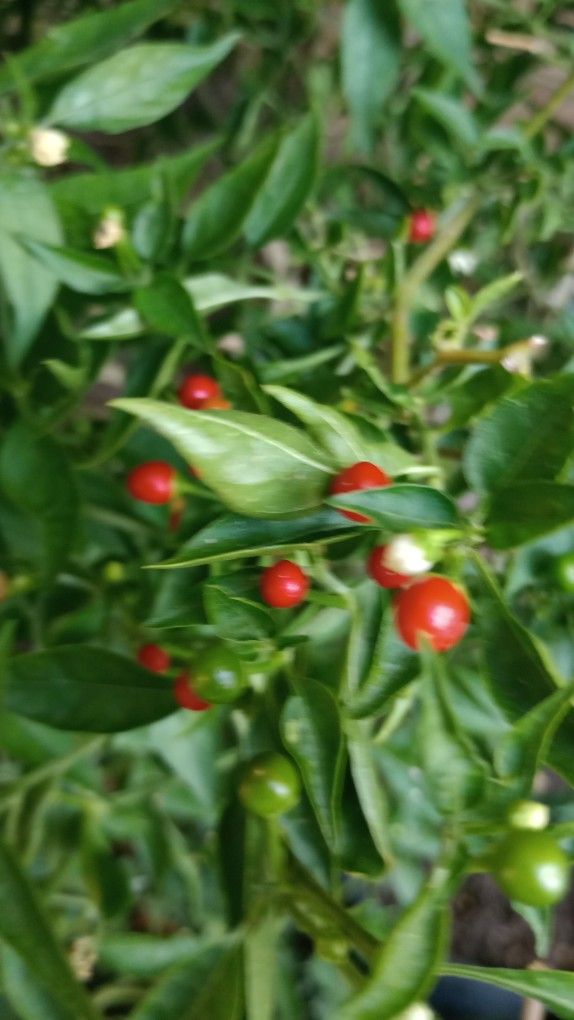 Chiltepin 5 Galones