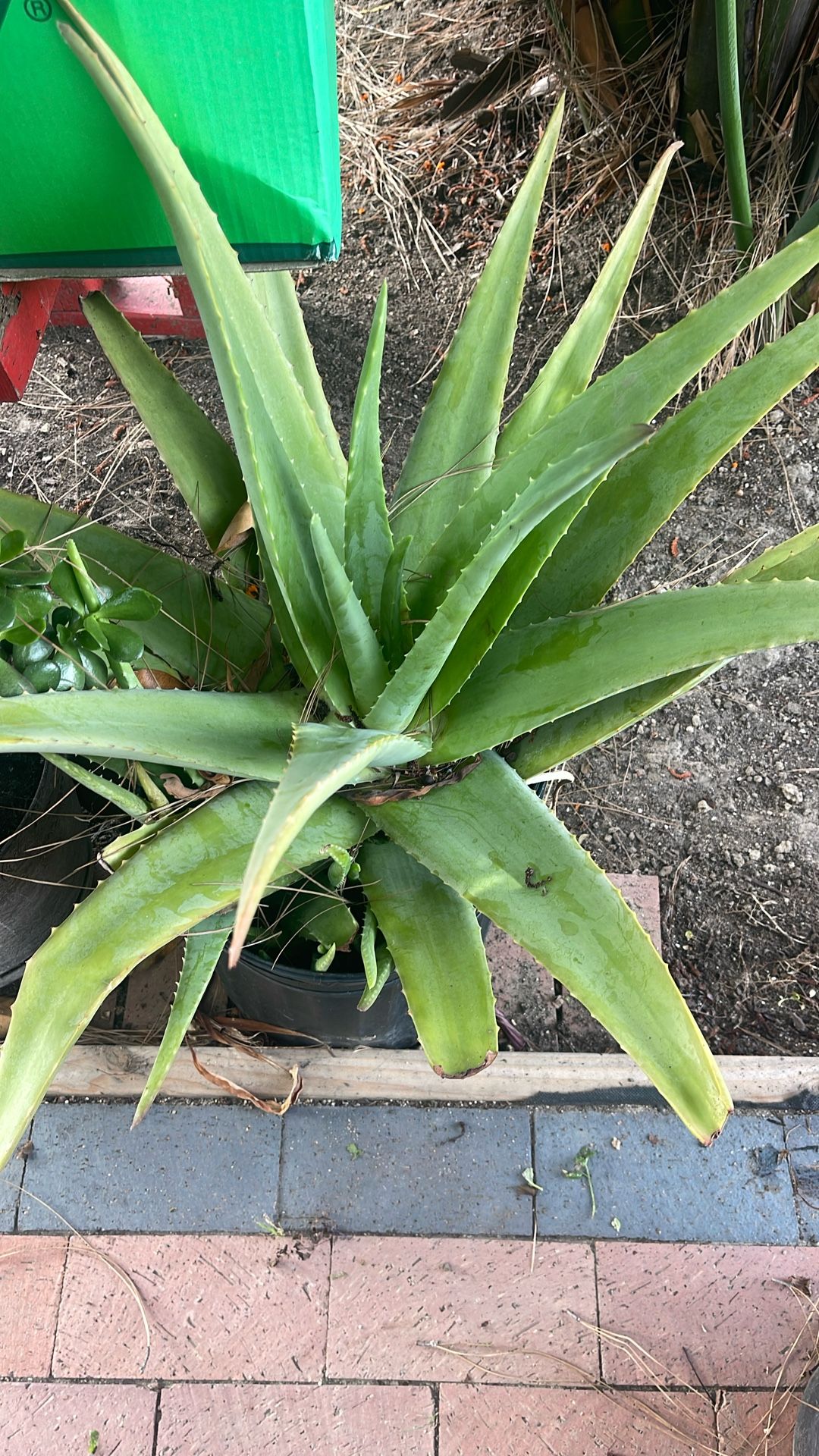 Aloe Vera Plant