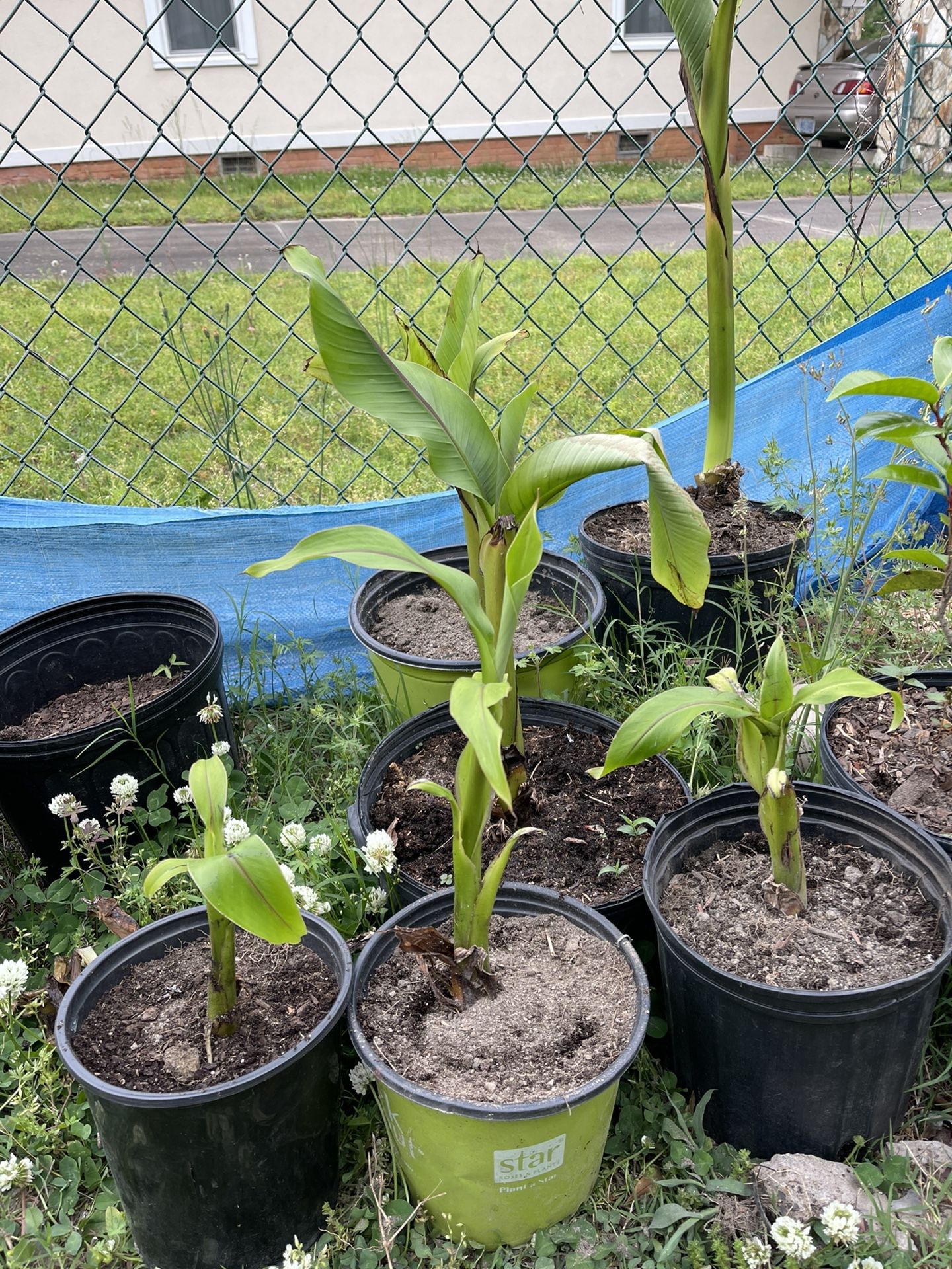 Banana Tree