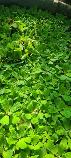 Water Lettuce
