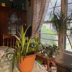 House / Spider Plant In Pot