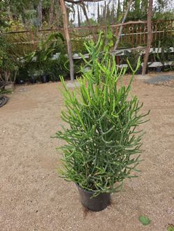 Pencil stick plants