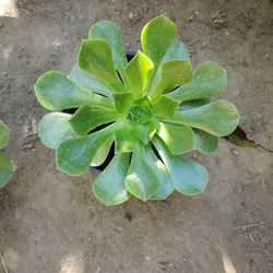 Suculenta 