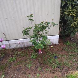 Plant For Sale