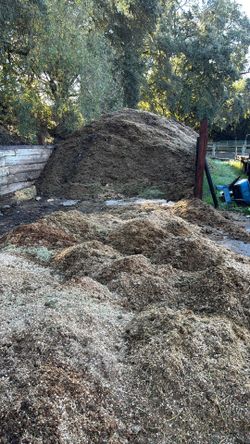 Horse Manure