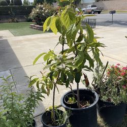 Avocado Tree & 4Ft Tall