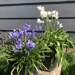 Blue And White Bells 1 Gallon
