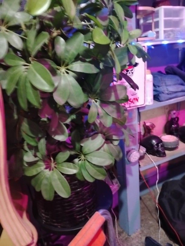 Fake Plant