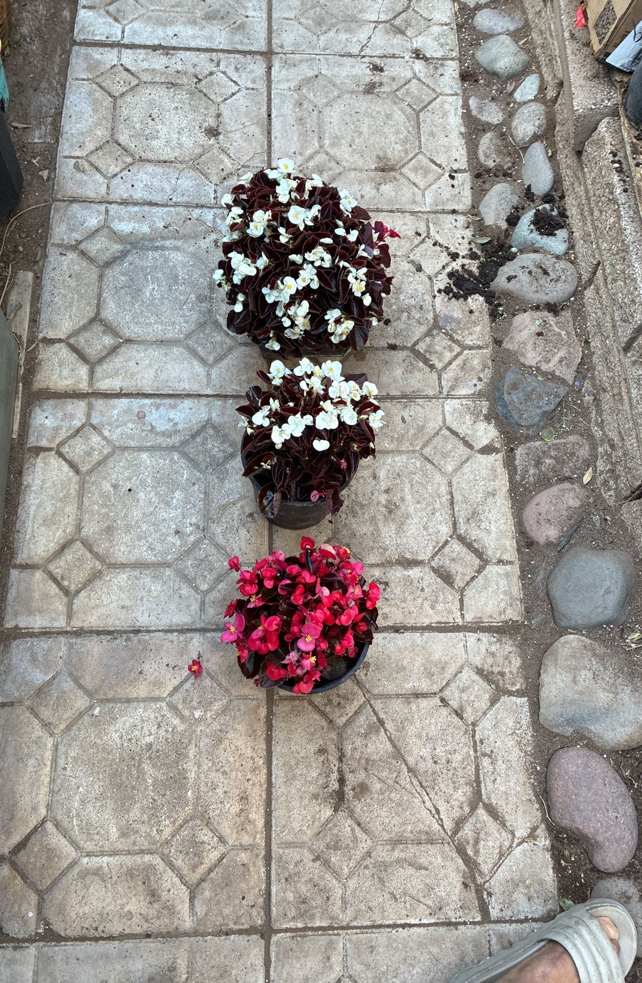 Three Large Potted Flowers