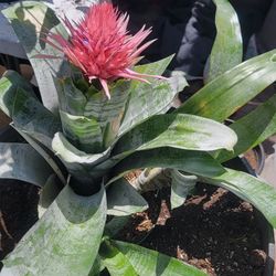 Bromelia 