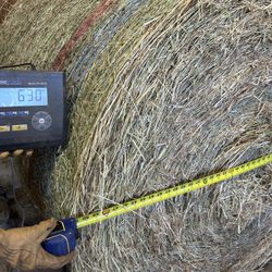 Hay