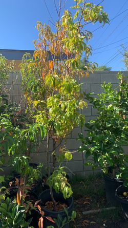 Arboles De Fruta
