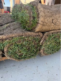 Grass (Fescue)