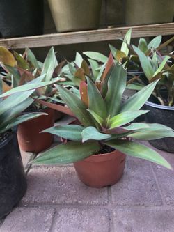 Oyster Plants,