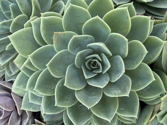 Echeveria blue atoll succulent cactus plant