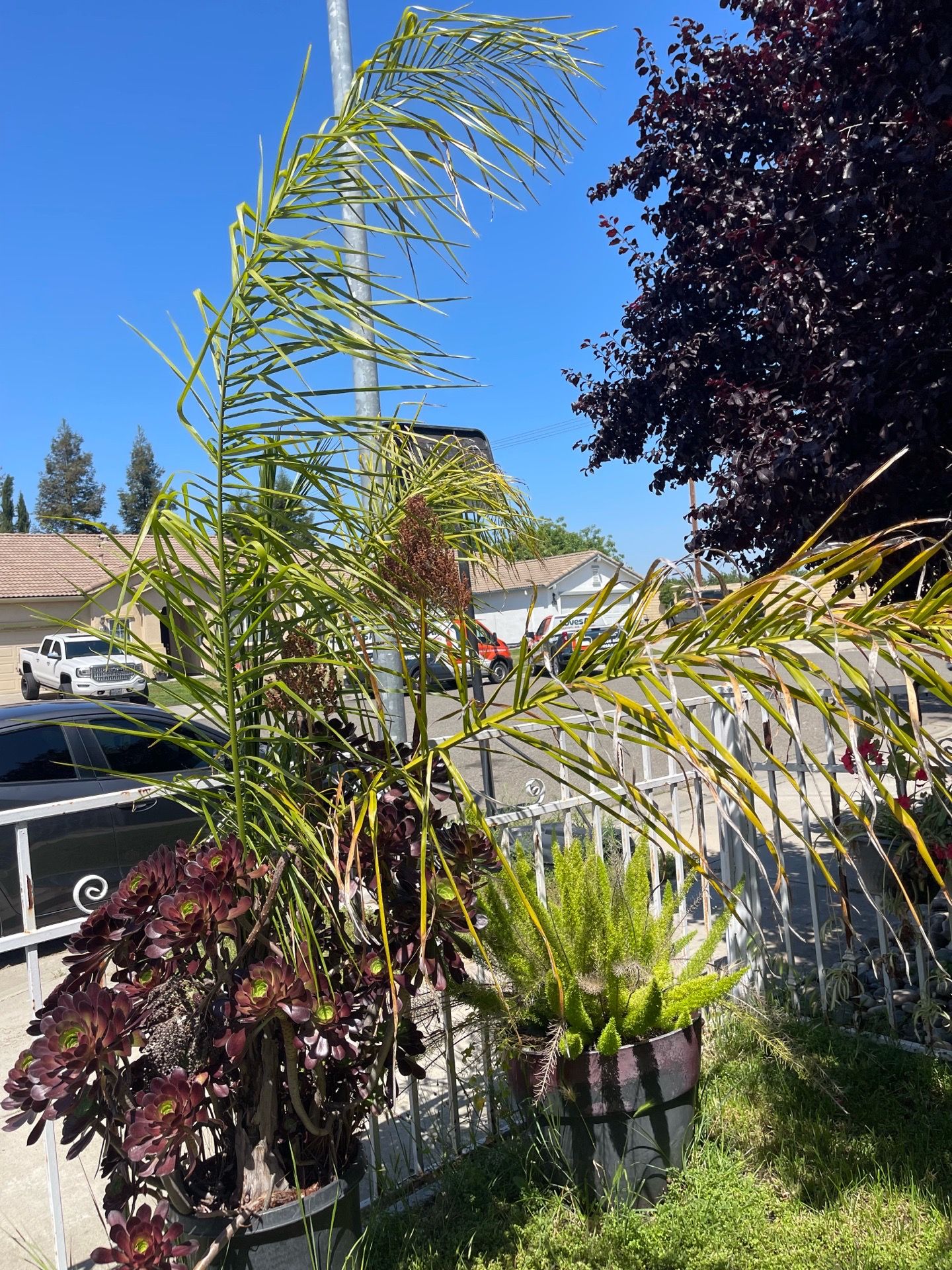 Queen palm tree