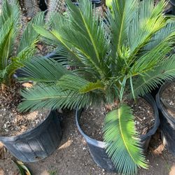 Sago Palm