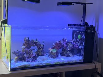 Innovative marine peninsula 25 reef tank