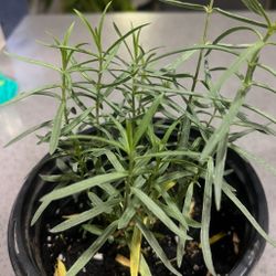 Native Milkweed 10in 1gal 💐🦋