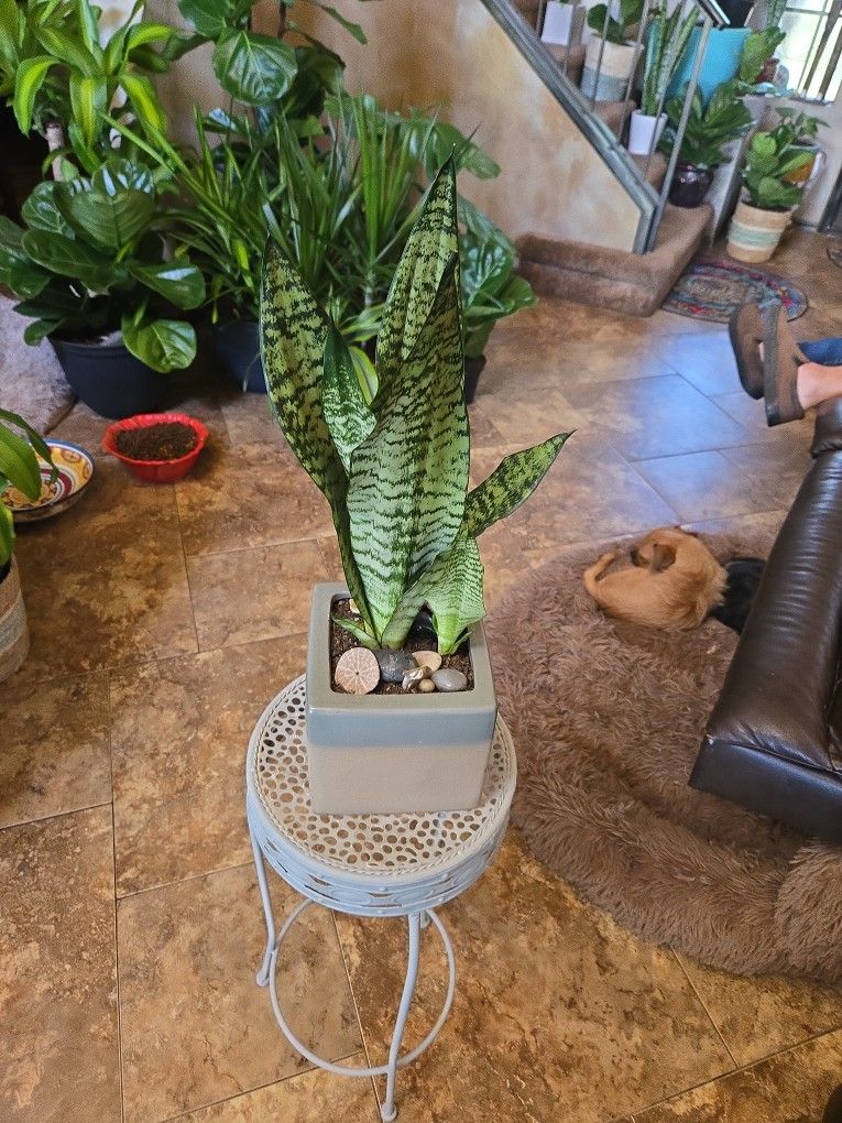 1ft 8in Tall Sansevieria Snake Plant In Ceramic Pot With Shells And Polished Stones