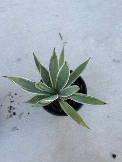 Agave