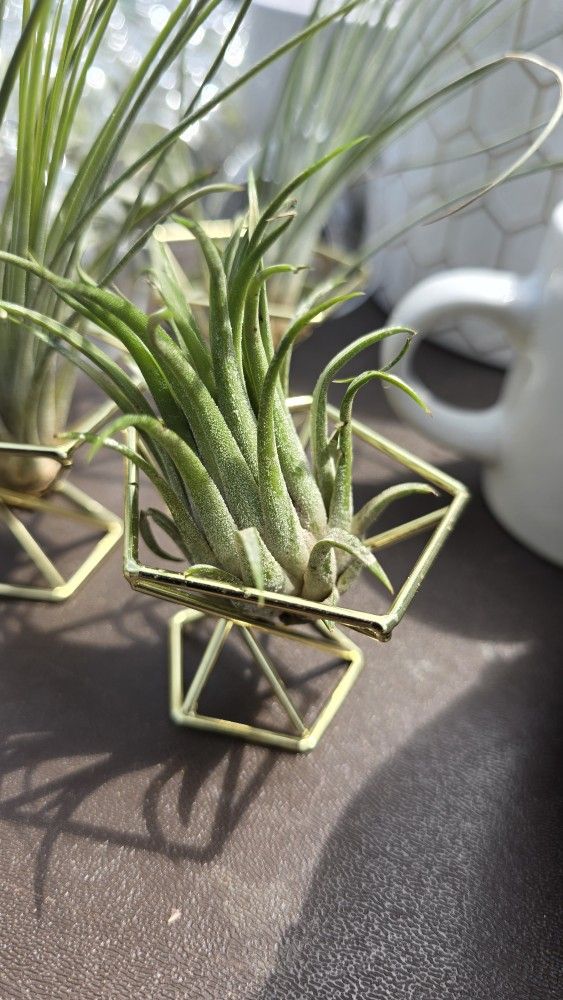 Airplant
