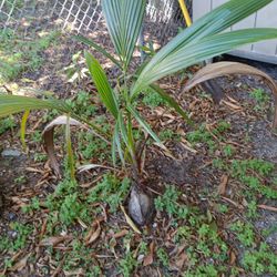 Coconut Plant Ready To Be Planted  