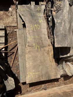 Black walnut