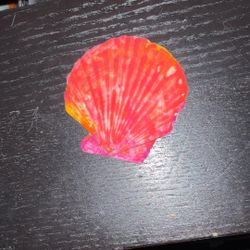 Painted Shell.