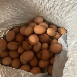Eggs For Incubation And Eating