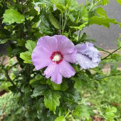 2 Healthy Rooted ROSE OF SHARON Perennial Plant Saplings 