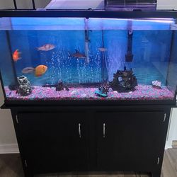 60 Gallon Fish Tank