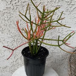1 Gallon Pot Succulent Plant - Euphorbia Tirucalli - Fire Sticks - Red Pencil Tree - Rooted & Stablished - Drought Resistant 🪴