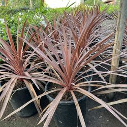 Cordyline