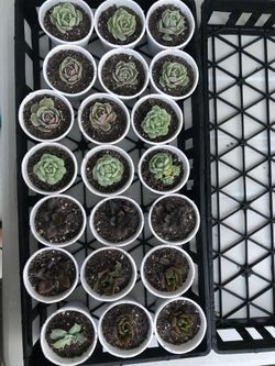 Fresh Succulents $3 each