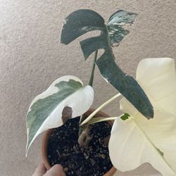 Albo Monstera Plant 
