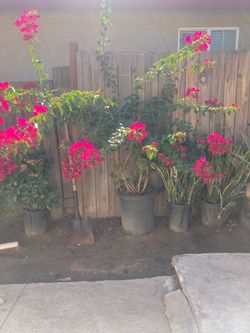 Bougainvillea