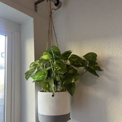 Hanging Artificial Plant