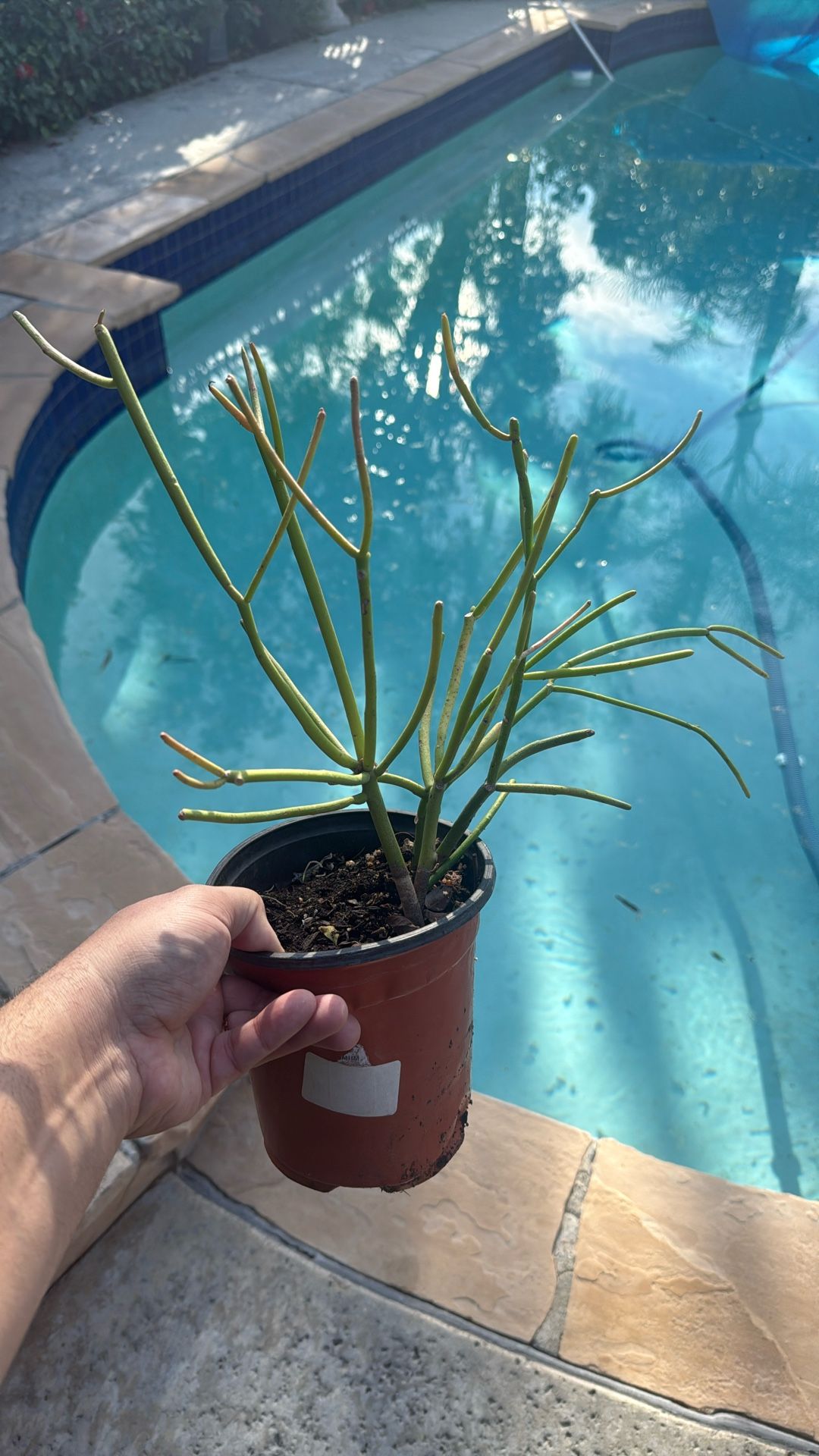 Baby Fire Stick Plant