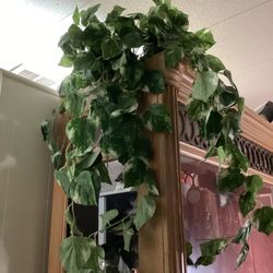 Plant  Faux Pothos  Fake 