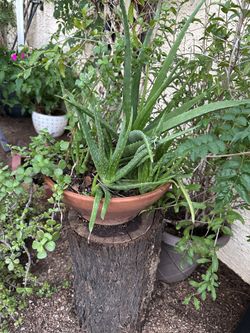 Beautiful Plant