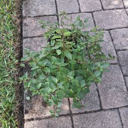 Chocolate Mint Plants