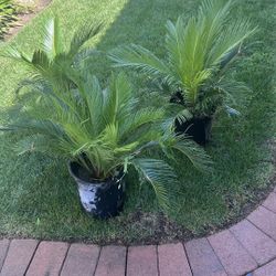 Sago Palm