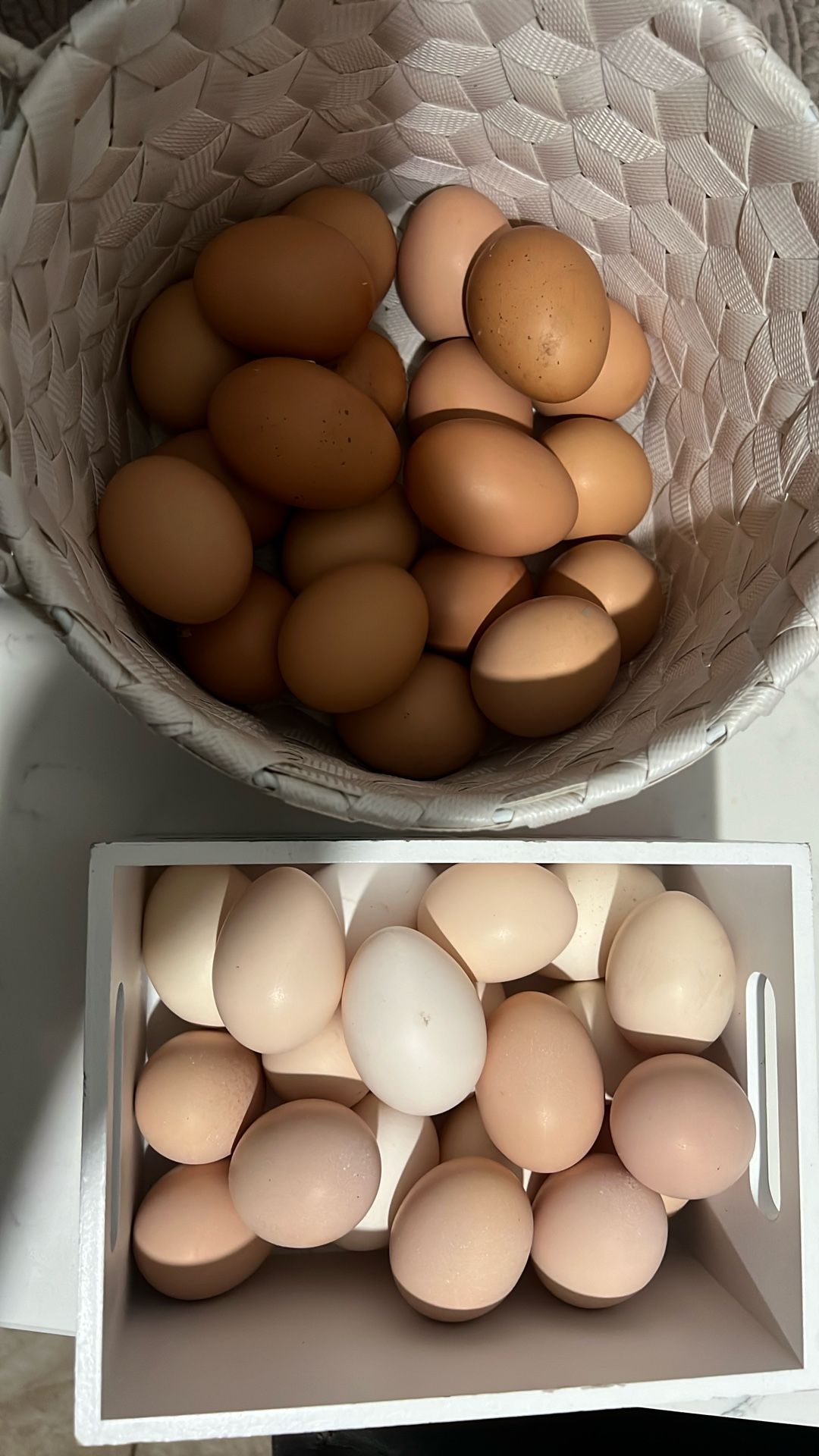 Chicken Eggs